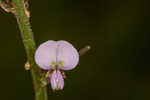 Panicledleaf ticktrefoil